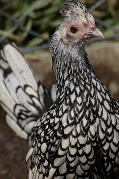 Black and white chicken — Stock Photo, Image