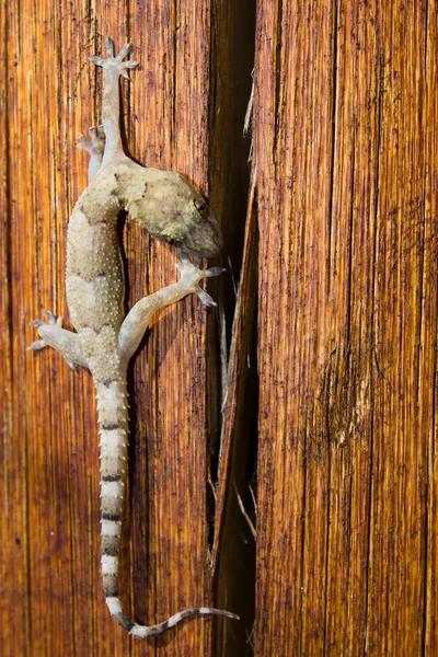 stock image Gecko on the wood