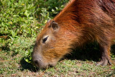 Capybara clipart