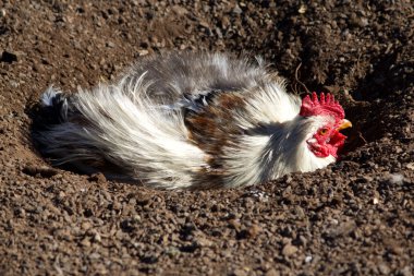 White chicken clipart