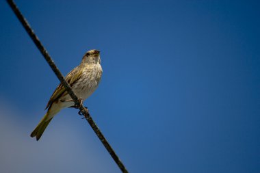 Bird resting clipart