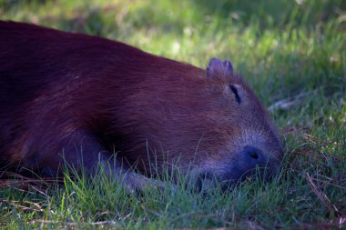 Capybara sleeping clipart