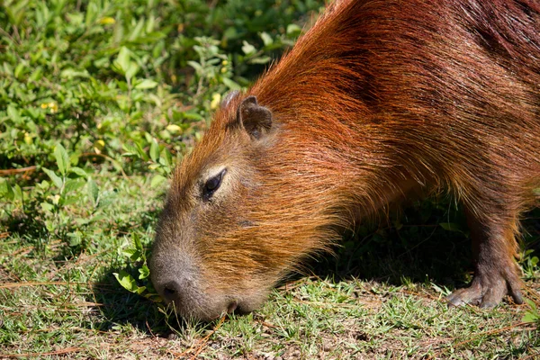 stock image Capybara