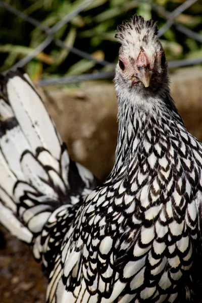 Zwart-witte kip — Stockfoto