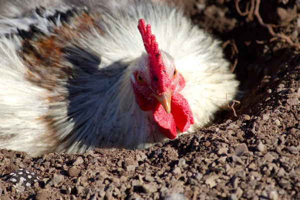 stock image White chicken