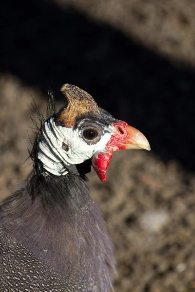 Angola kuře — Stock fotografie