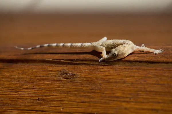 stock image Gecko running