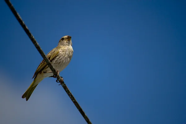 Istirahat kuş — Stok fotoğraf