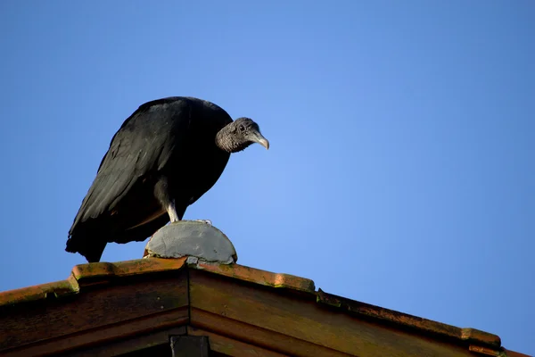 stock image Black vulture