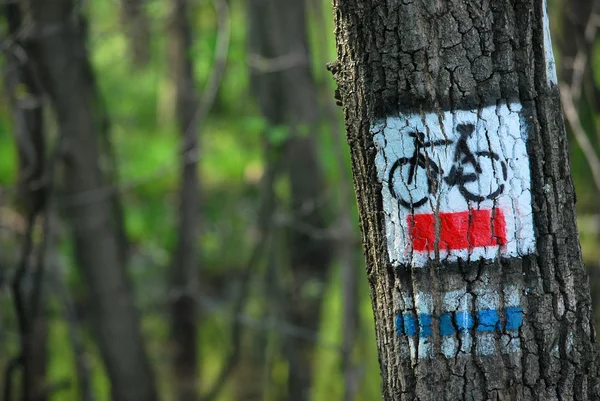 stock image Forest trail