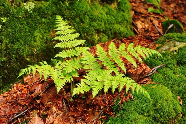 Stock image Bracken