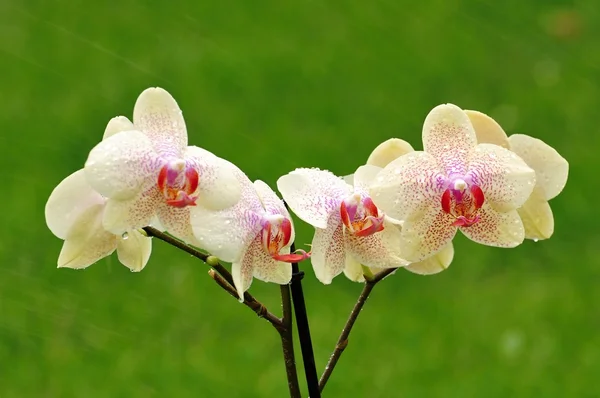 Orchidée — Photo
