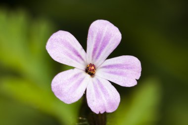 Flor doğal