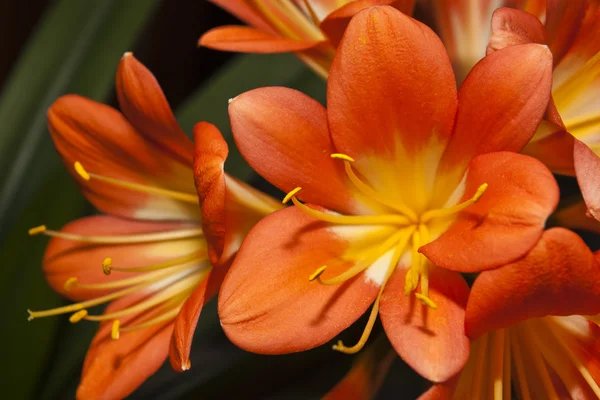 Flor naturalne — Zdjęcie stockowe