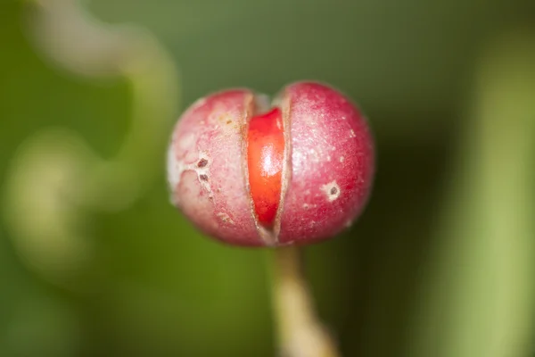 stock image Flor natural