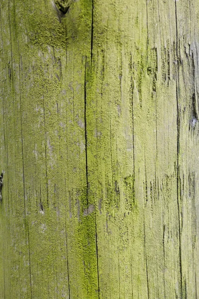 Groen hout Rechtenvrije Stockafbeeldingen