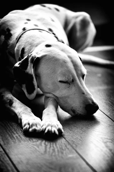 Alvó kutya dalmát Stock Fotó