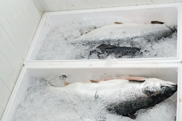 Lagerung von Lachs in den Boxen mit Eis — Stockfoto