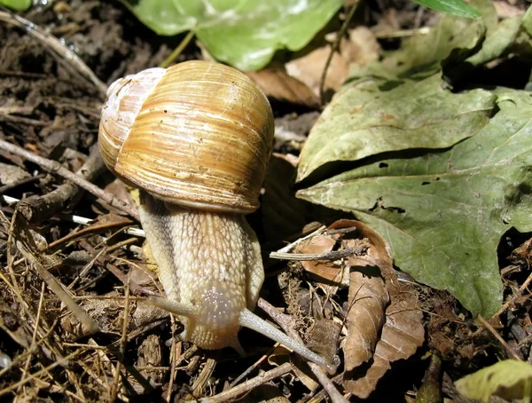 Snail in natural environment — Stock Photo, Image