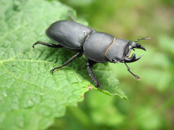 stock image Lesser stag beetle