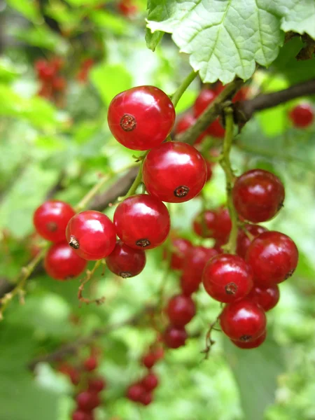 Branch of red currant — Stock Photo, Image