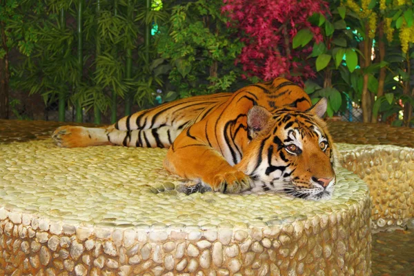 Lying red tiger — Stock Photo, Image