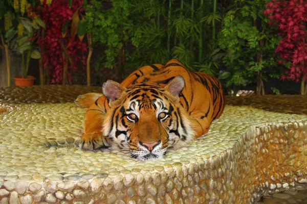 Tigre vermelho mentiroso — Fotografia de Stock