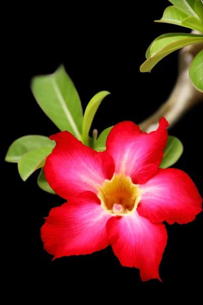 Bunga Mawar Gurun — Stok Foto