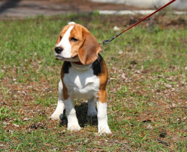 Beagle köpek yürüyüş