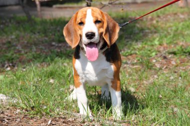 Beagle köpek yürüyüş