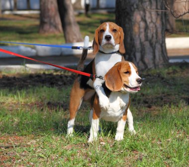 Dışarıda oynarken iki beagle köpek