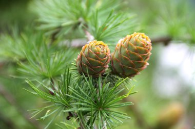 Branch with cones. Larix leptolepis clipart