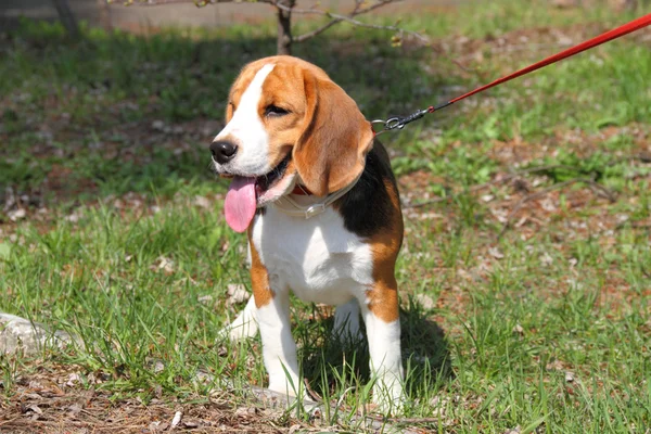 Beagle hond uit voor een wandeling — Stockfoto