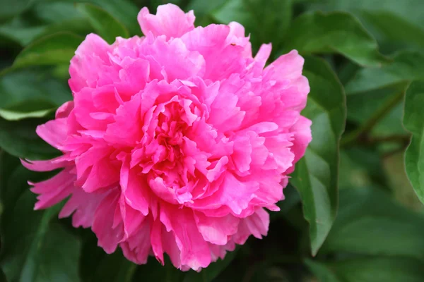 Close-up de peônia rosa — Fotografia de Stock