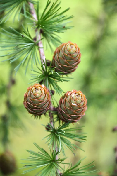Branch with cones. Larix leptolepis — Stock Photo, Image