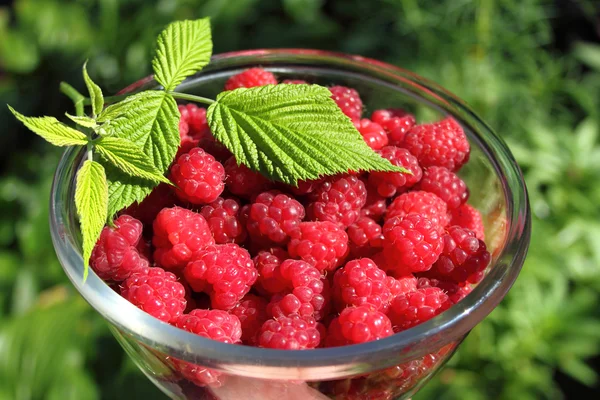 Bowl of fresh raspberry — Stock Photo, Image