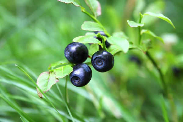Blueberries growing on a branch — Stock Photo, Image