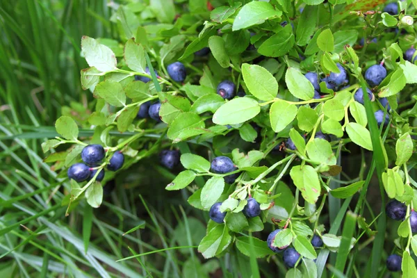 Blueberries growing on a bush — Stock Photo, Image