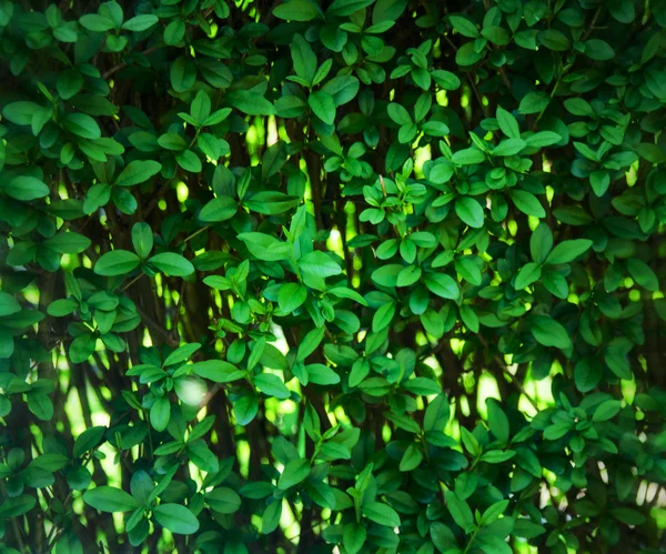 Grüne Hecke — Stockfoto