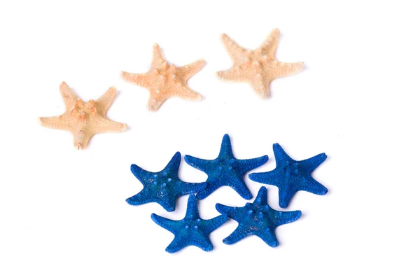 stock image Dark blue and beige starfishes on a white background