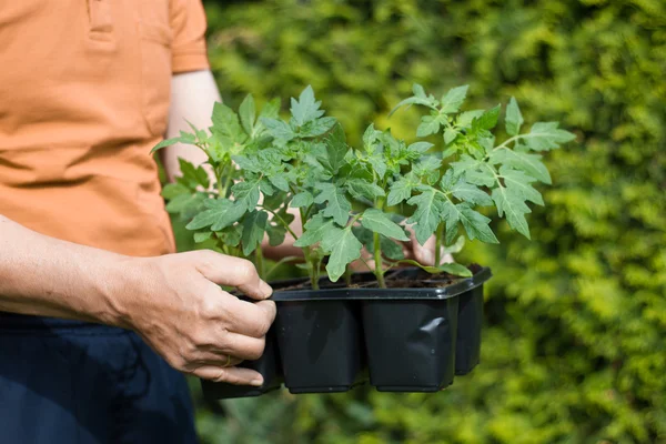 Tomaten im Garten pflanzen — Stockfoto