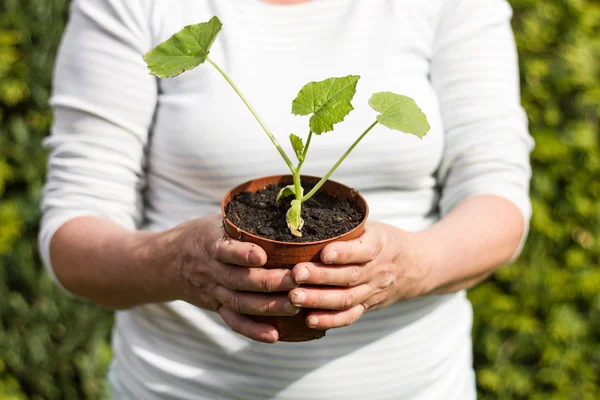 Woman with a young cucumber plant — Stock Photo, Image