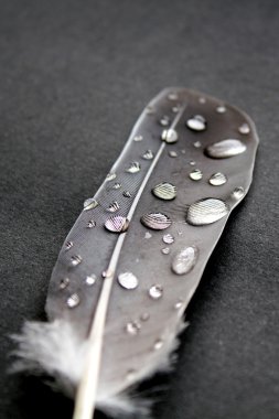 Bird feather and water drops clipart