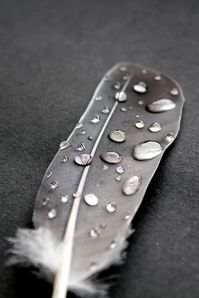 Bird feather and water drops — Stock Photo, Image