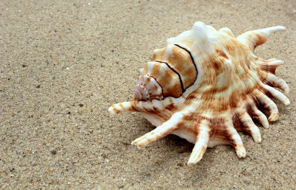 Морская раковина на песке — стоковое фото