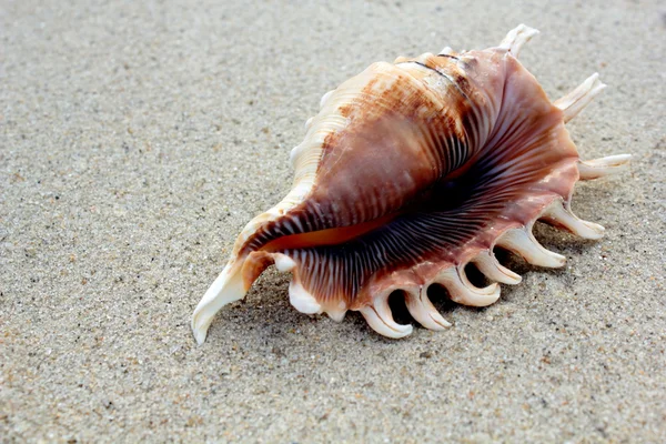 Concha do mar e areia — Fotografia de Stock