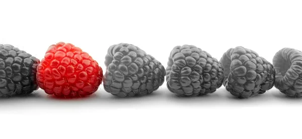 Red raspberry and B&W — Stock Photo, Image