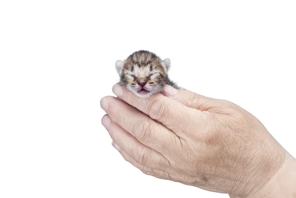 Genç yavru kedi — Stok fotoğraf