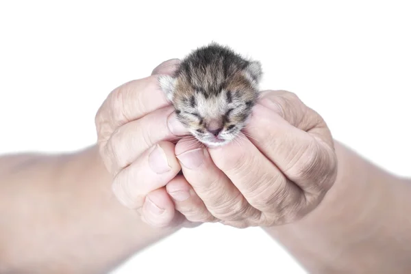 Een jonge kitten — Stockfoto