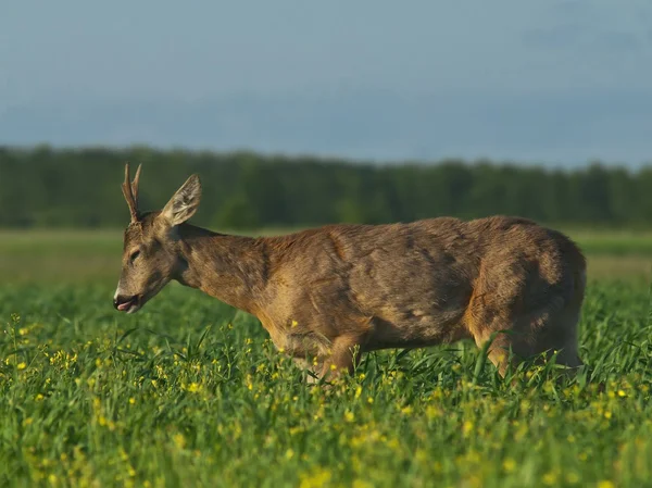 Deer roe — Stock Photo, Image